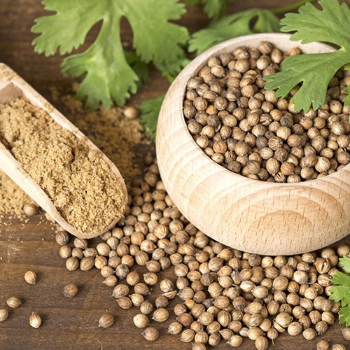 Coriander Seeds supplier