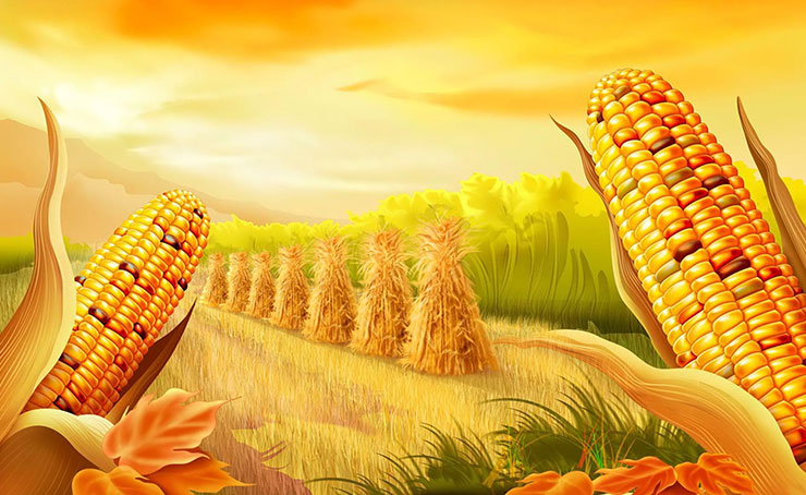 Corn Products Supplier​