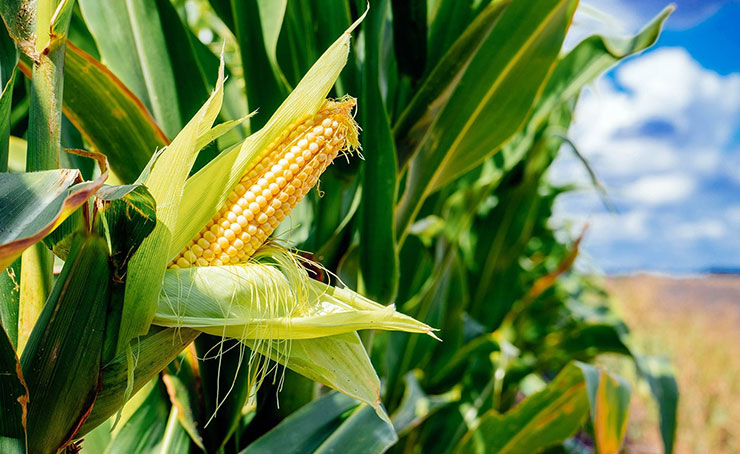 Yellow Corn Supplier