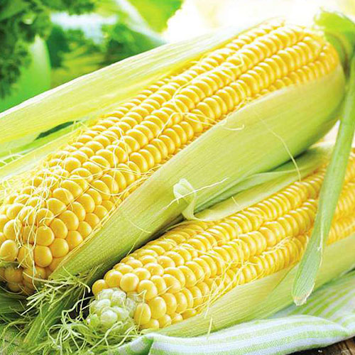 Yellow Corn​ supplier